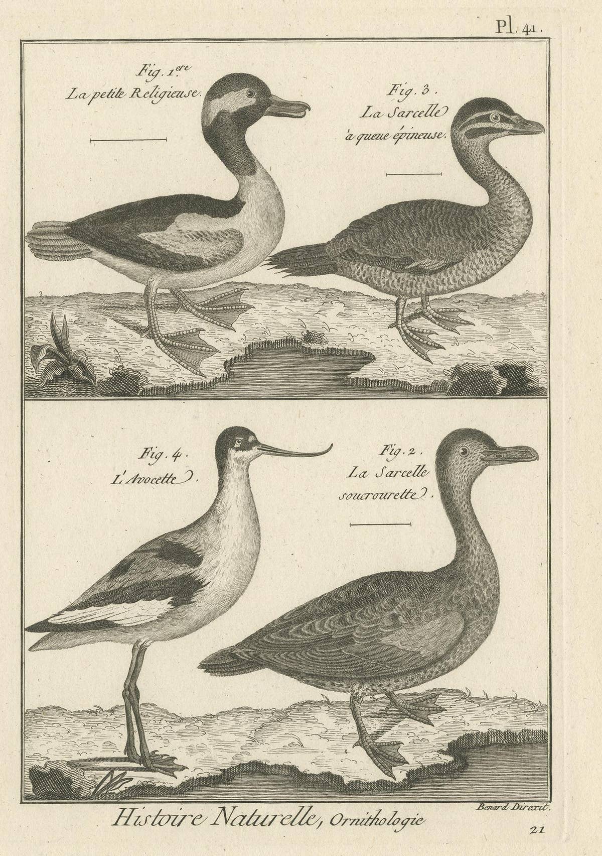 Antique Print of the Avocet Bird and various Ducks by Bonnaterre '1790'