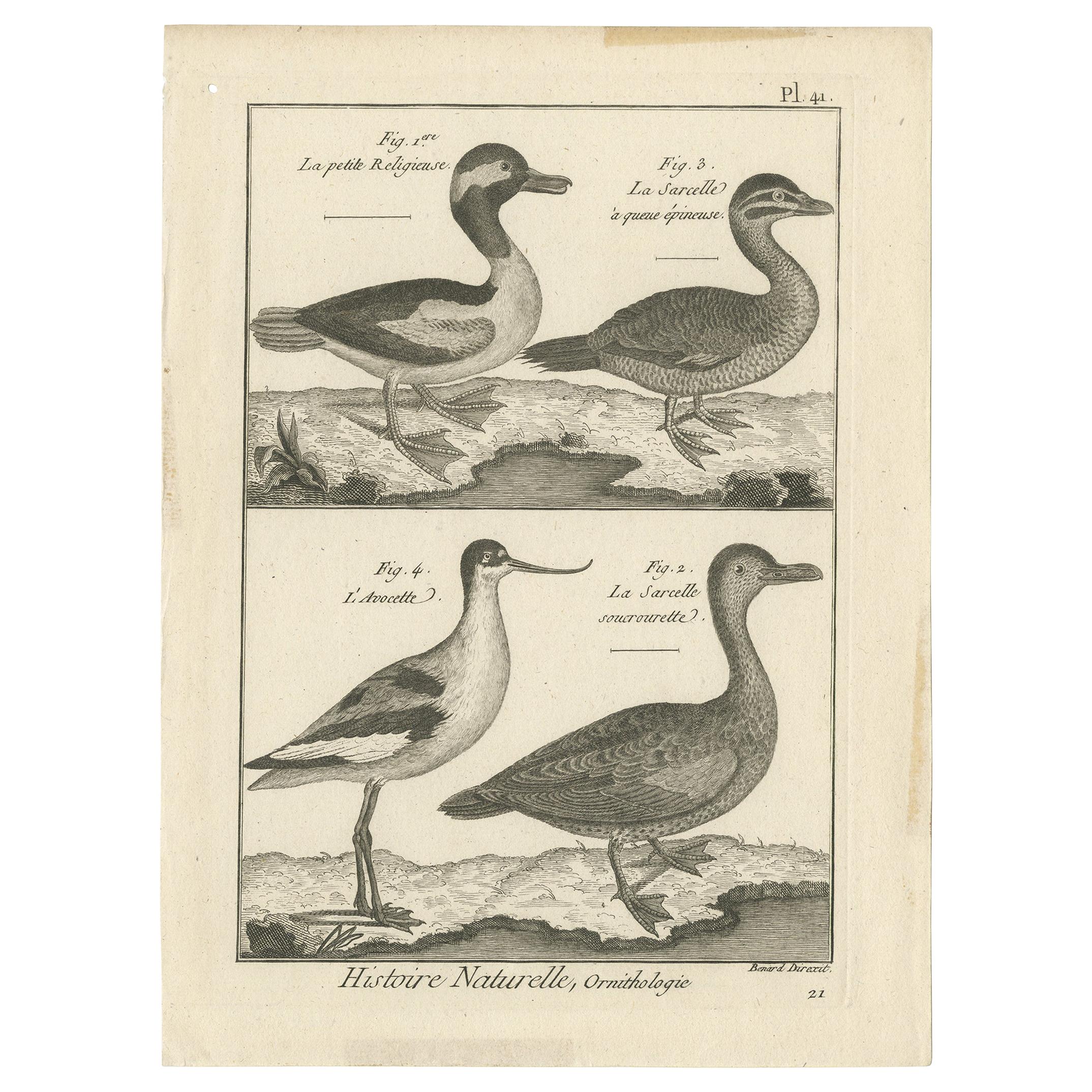 Antique Print of the Avocet Bird and various Ducks by Bonnaterre '1790'