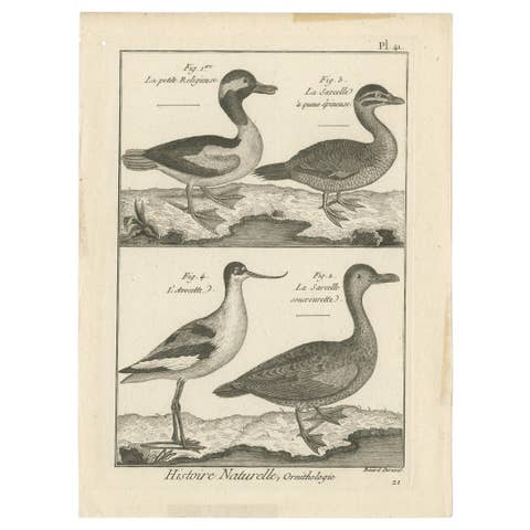 Antique Print of the Avocet Bird and various Ducks by Bonnaterre '1790'