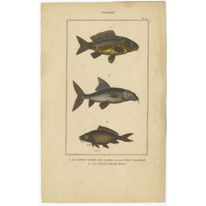 Gravure ancienne intitulée '1. Le Cyprin Reine des Carpes 2. Le Cyprin Barbeau 3. Le Cyprin Rouge Brun'. Gravure ancienne du barbeau et d'autres espèces de poissons. Cette estampe provient des Oeuvres du Comte de Lacépède comprenant l'Histoire