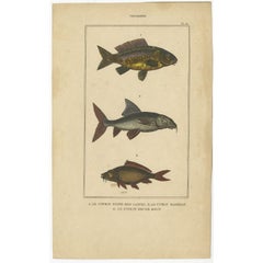 Antique Print of the Barbel Fish and other Fish Species, 1844
