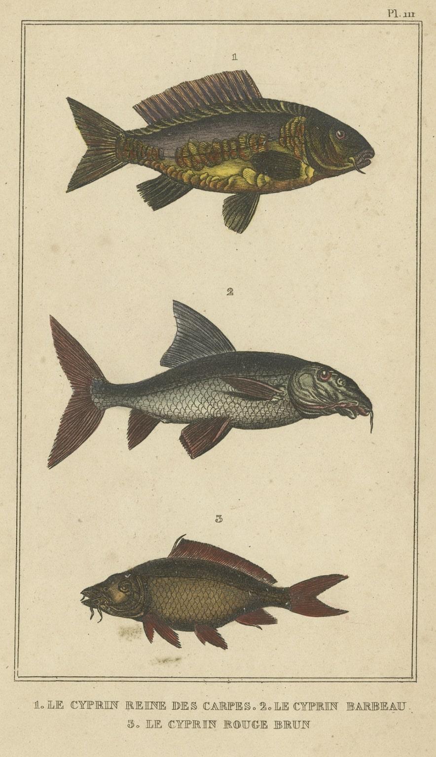 19th Century Antique Print of the Barbel Fish and other Fish Species, 1844 For Sale