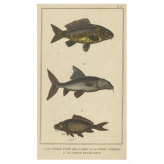 Antique Print of the Barbel Fish and other Fish Species, 1844