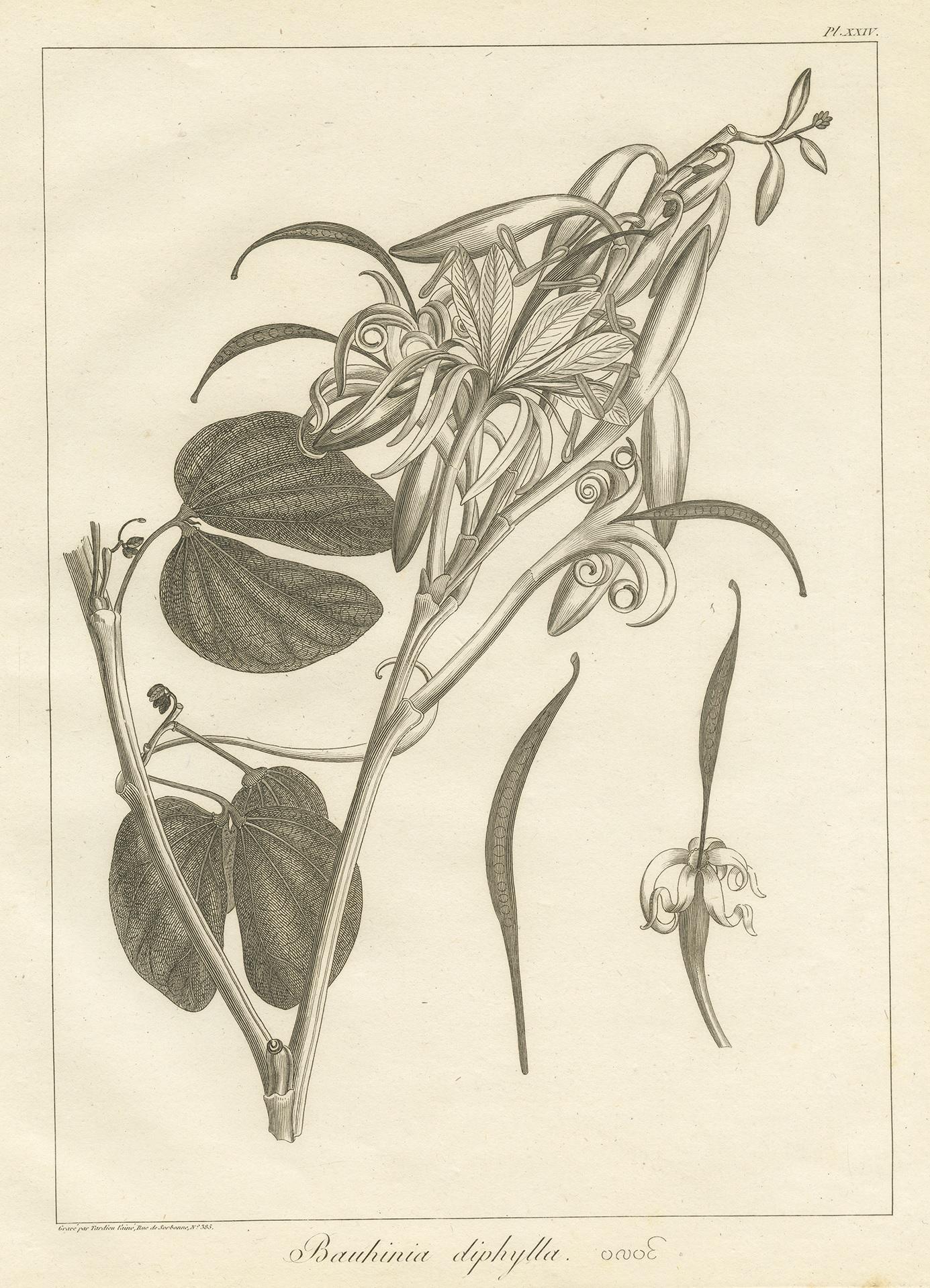 Antique Print of the Bauhinia Diphylla Plant by Symes, 1800 In Good Condition For Sale In Langweer, NL