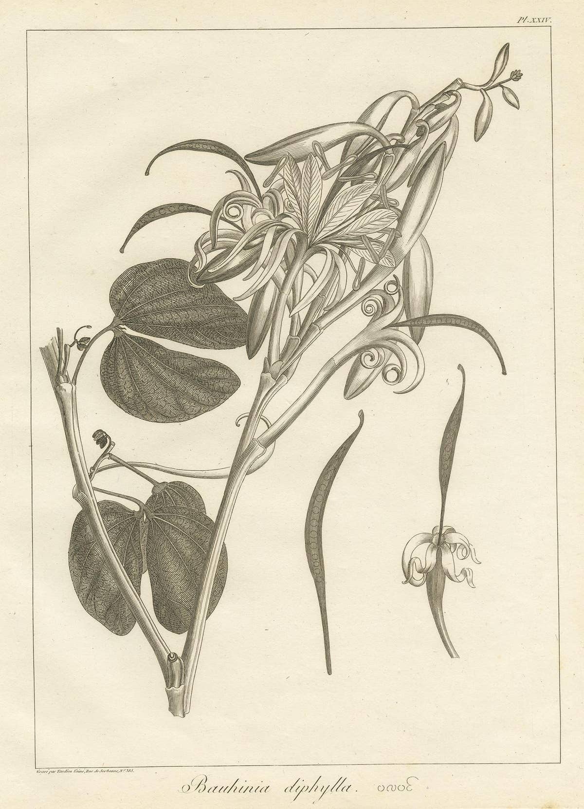 Antique Print of the Bauhinia Diphylla Plant by Symes, 1800
