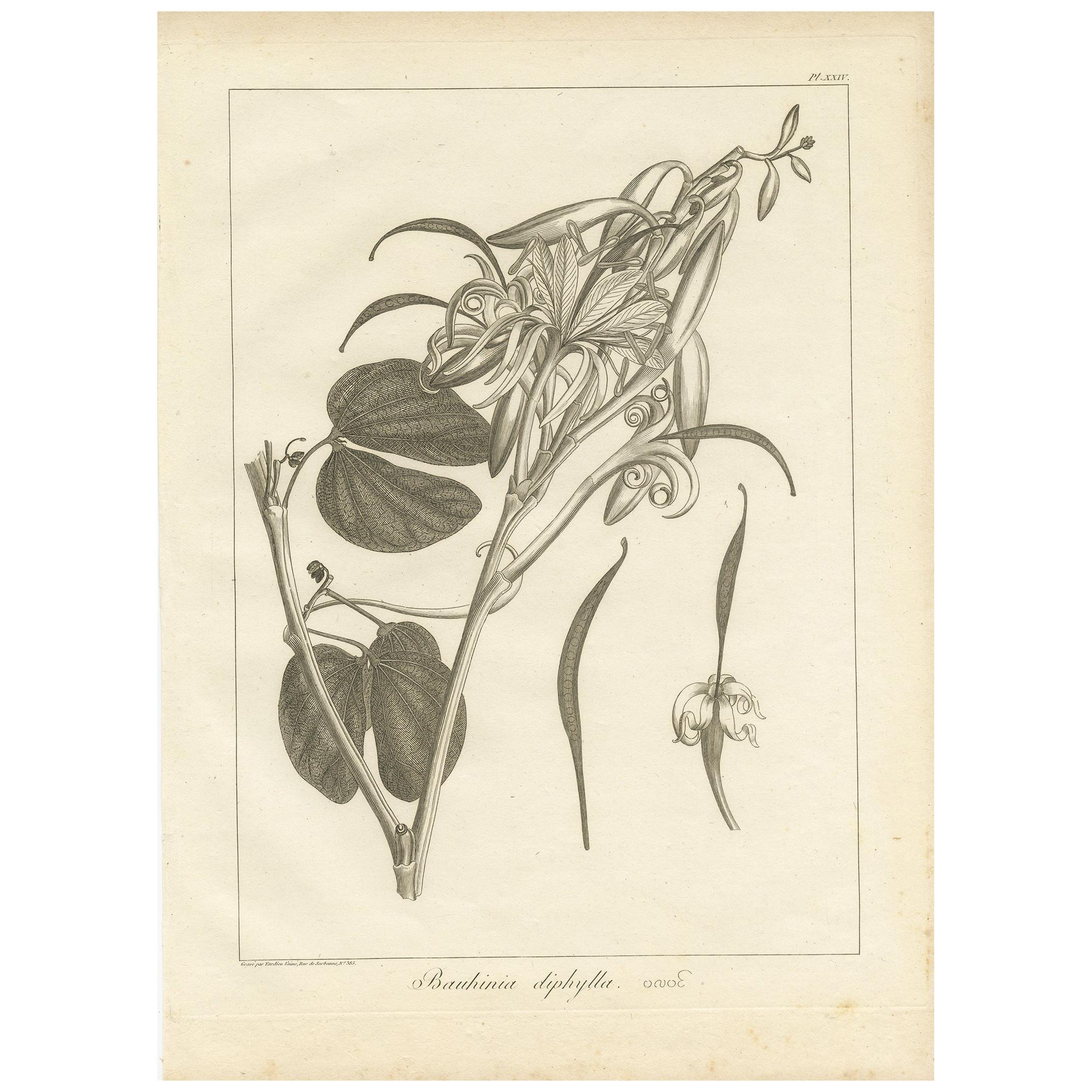 Antique Print of the Bauhinia Diphylla Plant by Symes, 1800