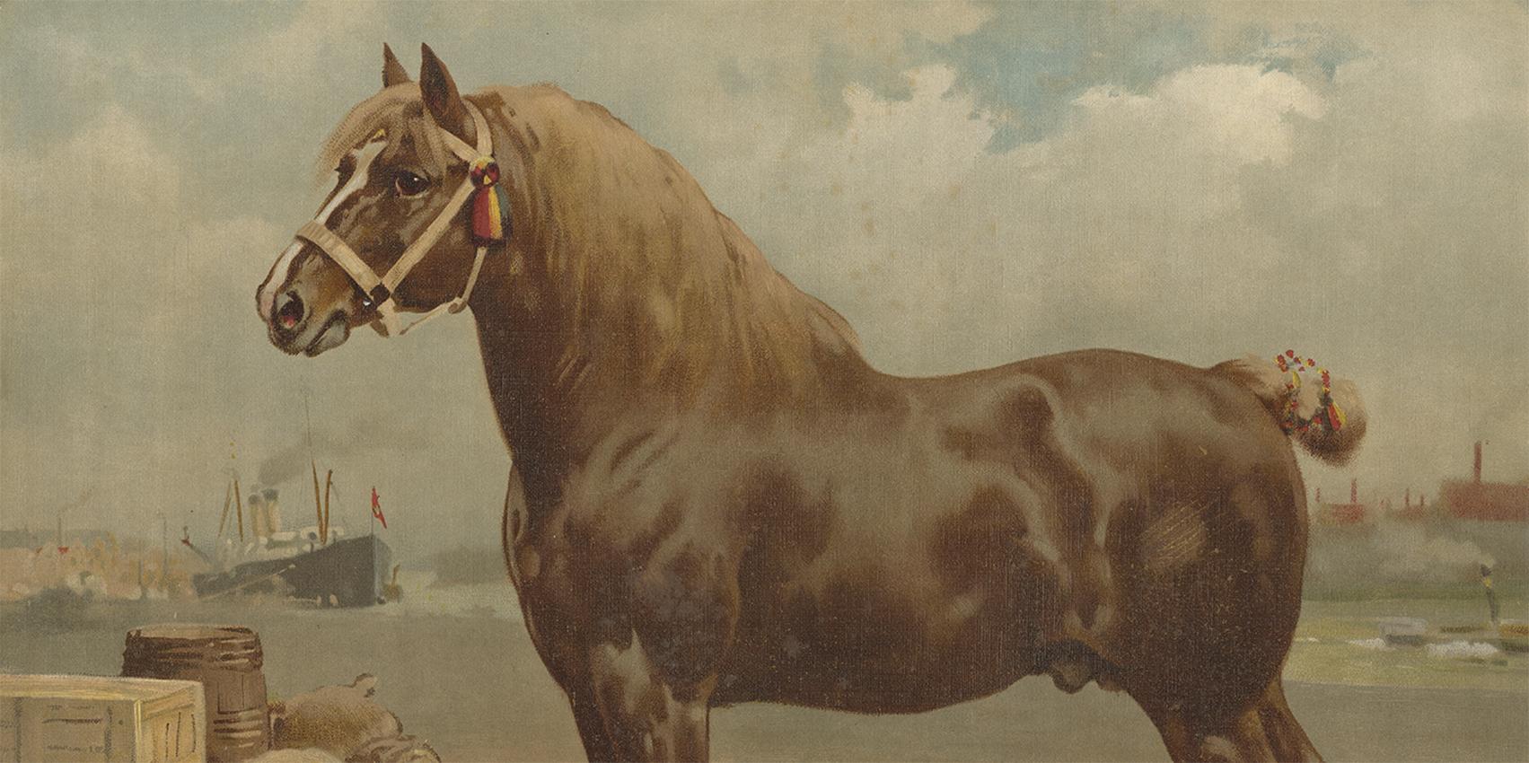 The lithograph of the Belgian Horse in the Dutch edition of 
