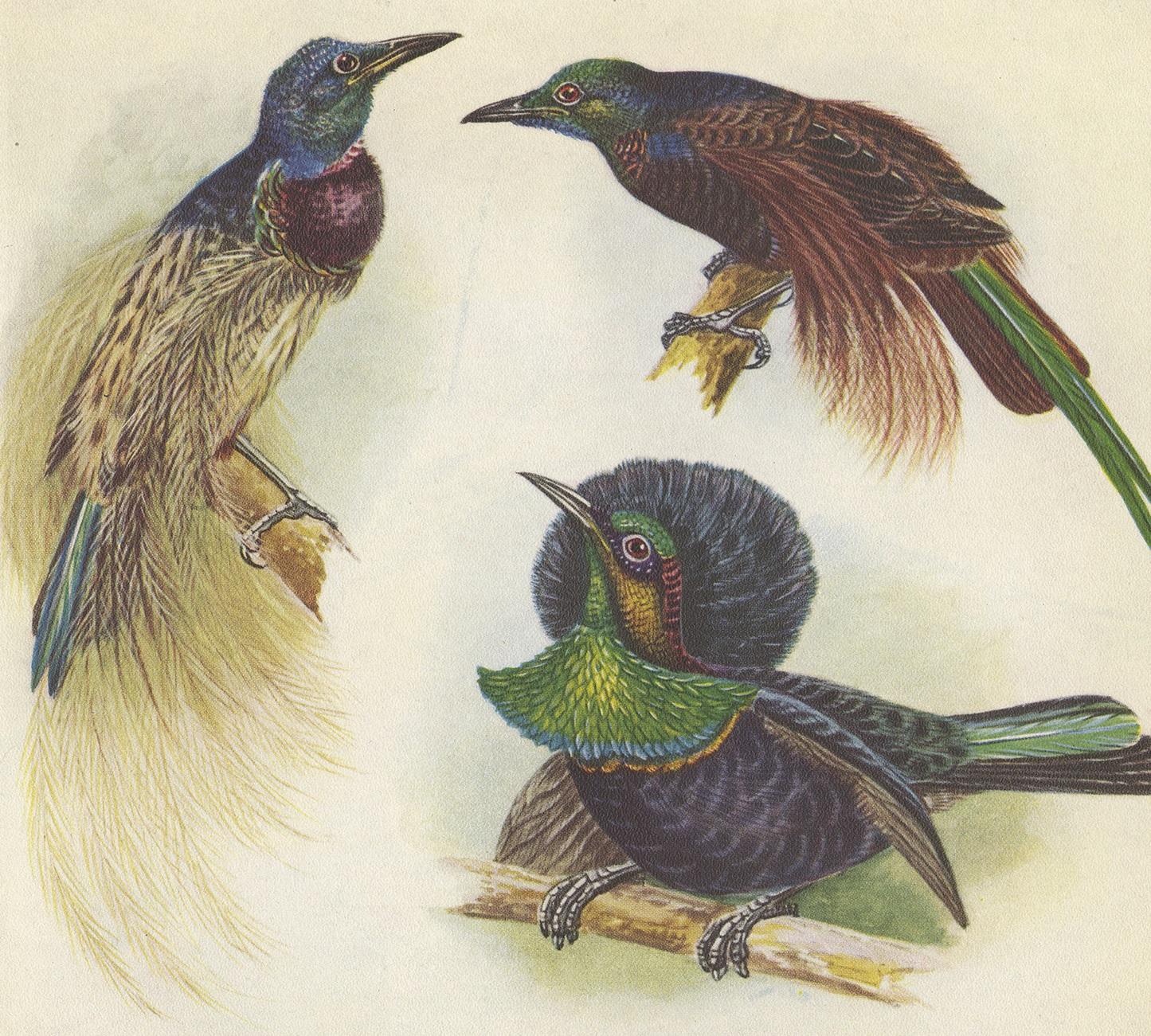 Decorative print illustrating the bensbach's rifle bird, reichenow's wonderful rifle bird, duivenbode's rifle bird and mantou's rifle bird. This authentic print originates from 'birds of paradise and bower birds' by Ttom Iredale. With colored