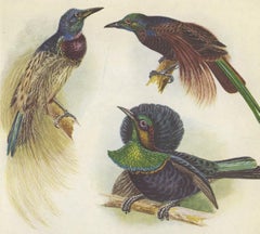 Antique Print of the Bensbach's Rifle Bird and Others, 1950