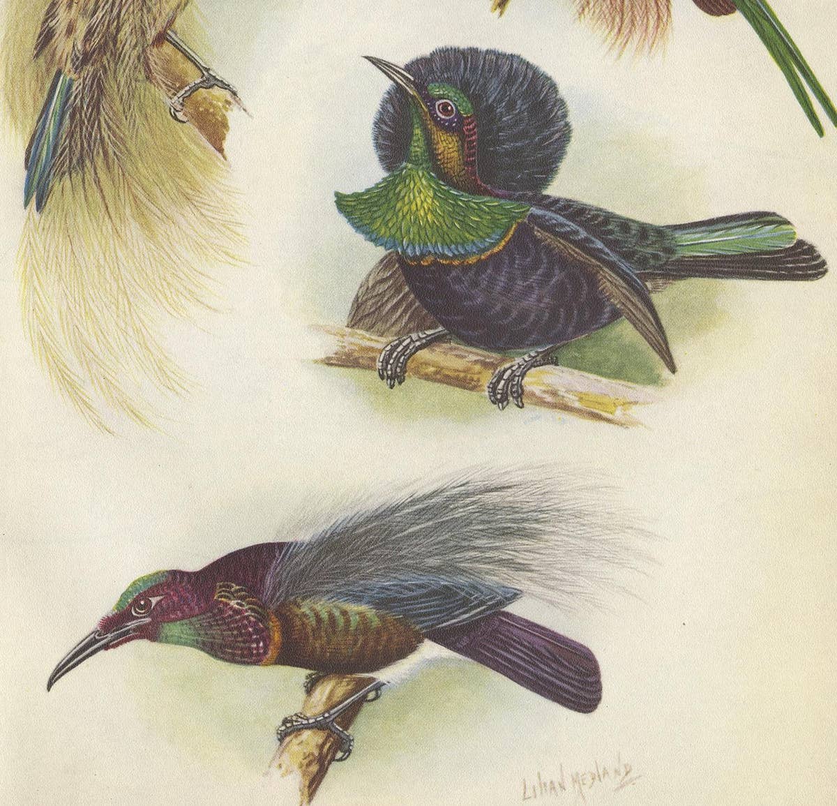 Antique Print of the Bensbach's Rifle Bird and Others, 1950