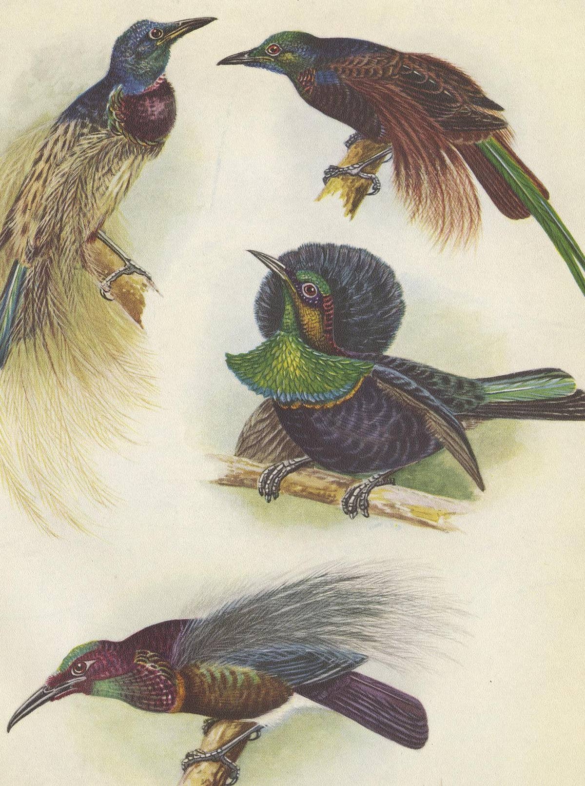 Antique Print of the Bensbach's Rifle Bird and Others, 1950