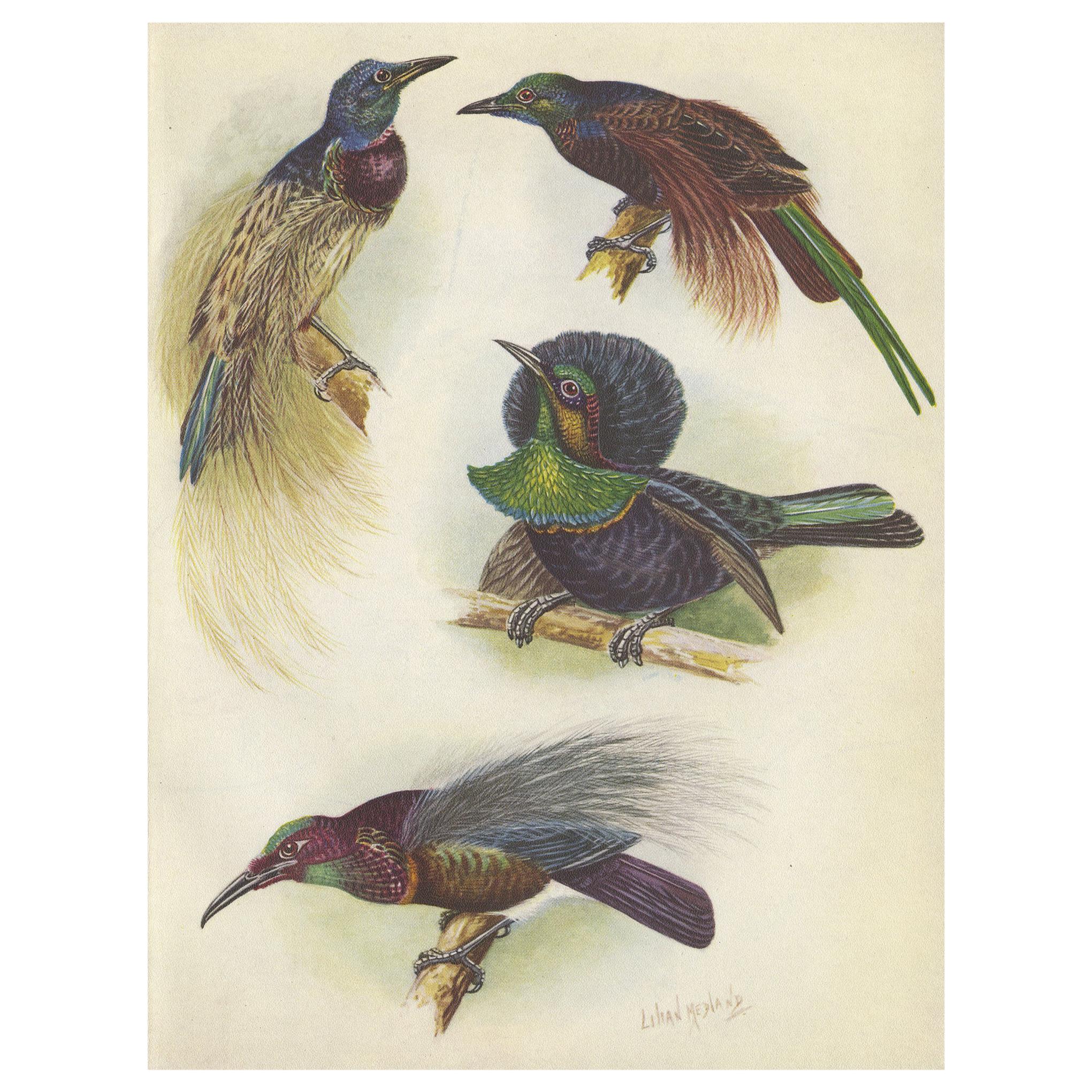 Impression ancienne de l'oiseau Rifle Bird and Others de Bensbach, 1950