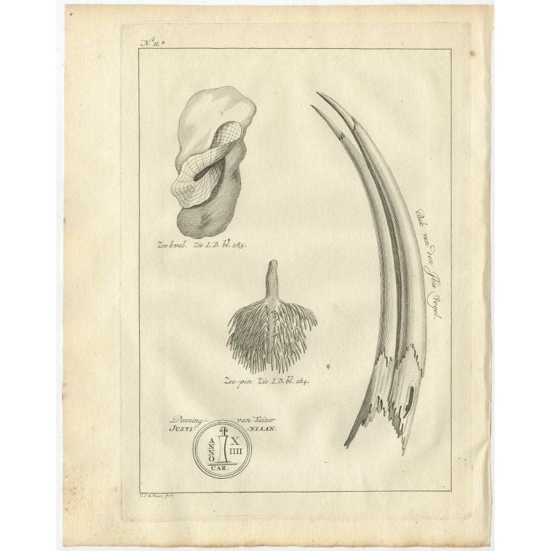 Gravure ancienne intitulée 'Bek van den Ibis Vogel (...)'. Ancienne estampe d'oiseau représentant le bec d'un ibis. Des méduses, des plumes de mer et une pièce de monnaie de l'empereur Justinien sont également représentées. Provient de la première