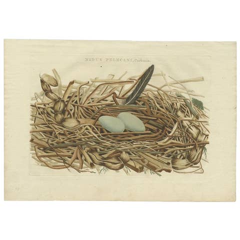 Antique Print of the Bird Nest of the Great Black Cormorant