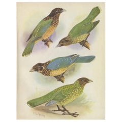 Vintage Print of the Black-Eared Cat Bird, Hybrid Cat Bird and Others, 1950