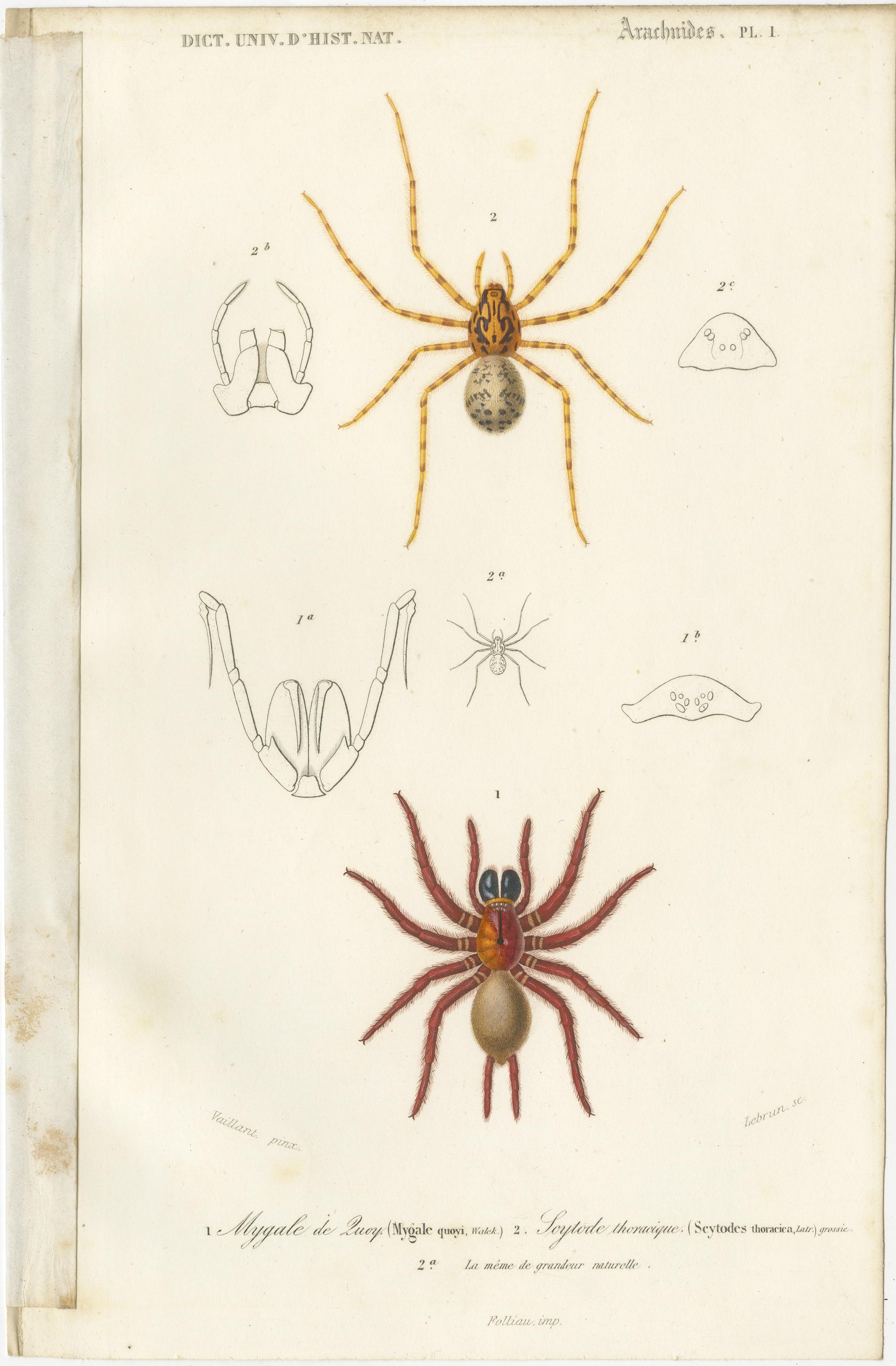 Antique print titled 'Migale de Quoy, Soytode thoracique'. Original old print of the Mygale quoyi (black tunnelweb spider) and Scytodes thoracica (spitting spider). This print originates from 'Dictionnaire universel d'Histoire Naturelle' by