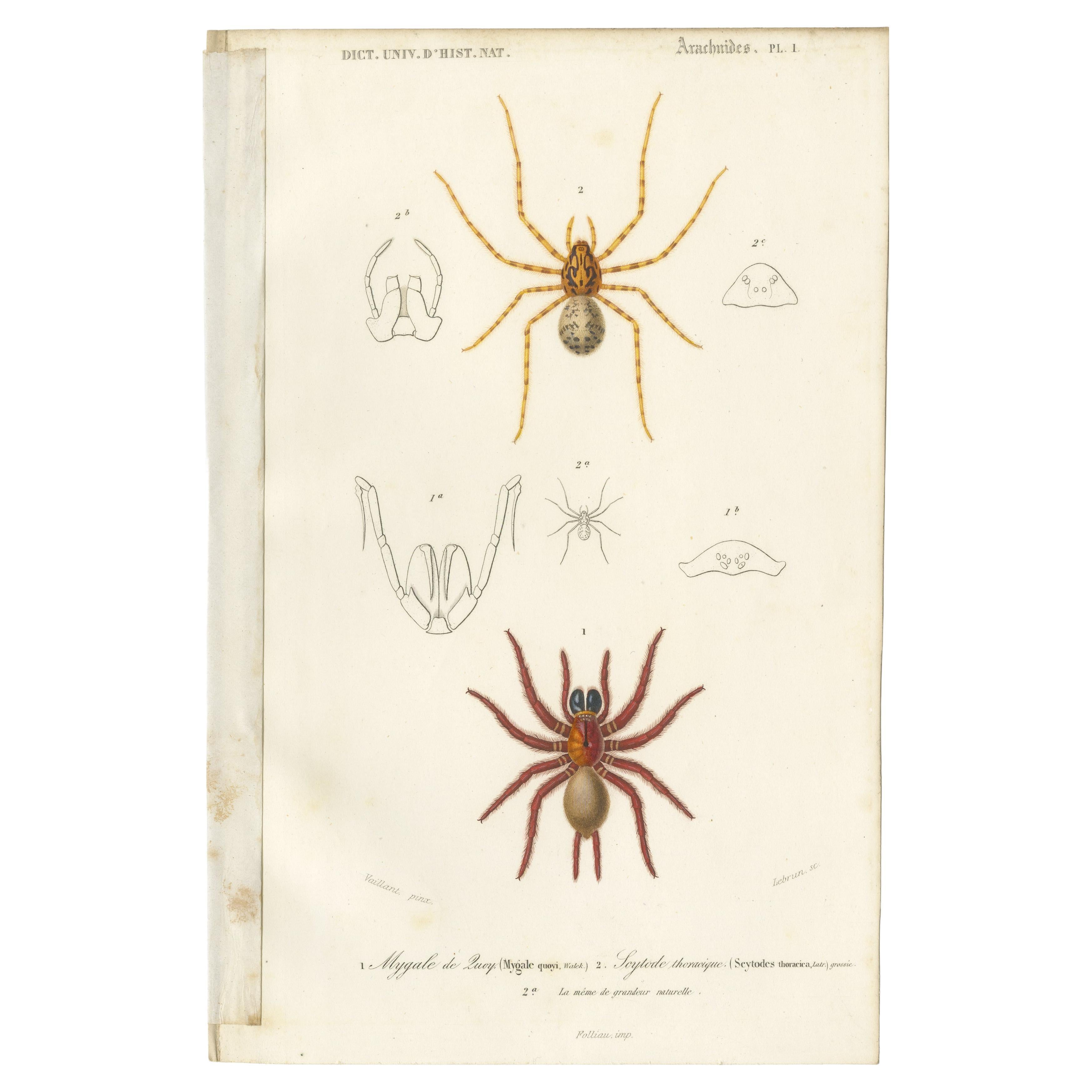 Antique Print of the Black Tunnelweb Spider and Spitting Spider For Sale