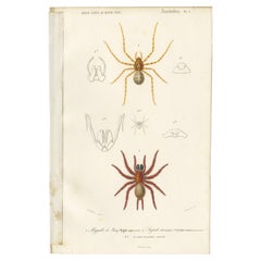 Antique Print of the Black Tunnelweb Spider and Spitting Spider