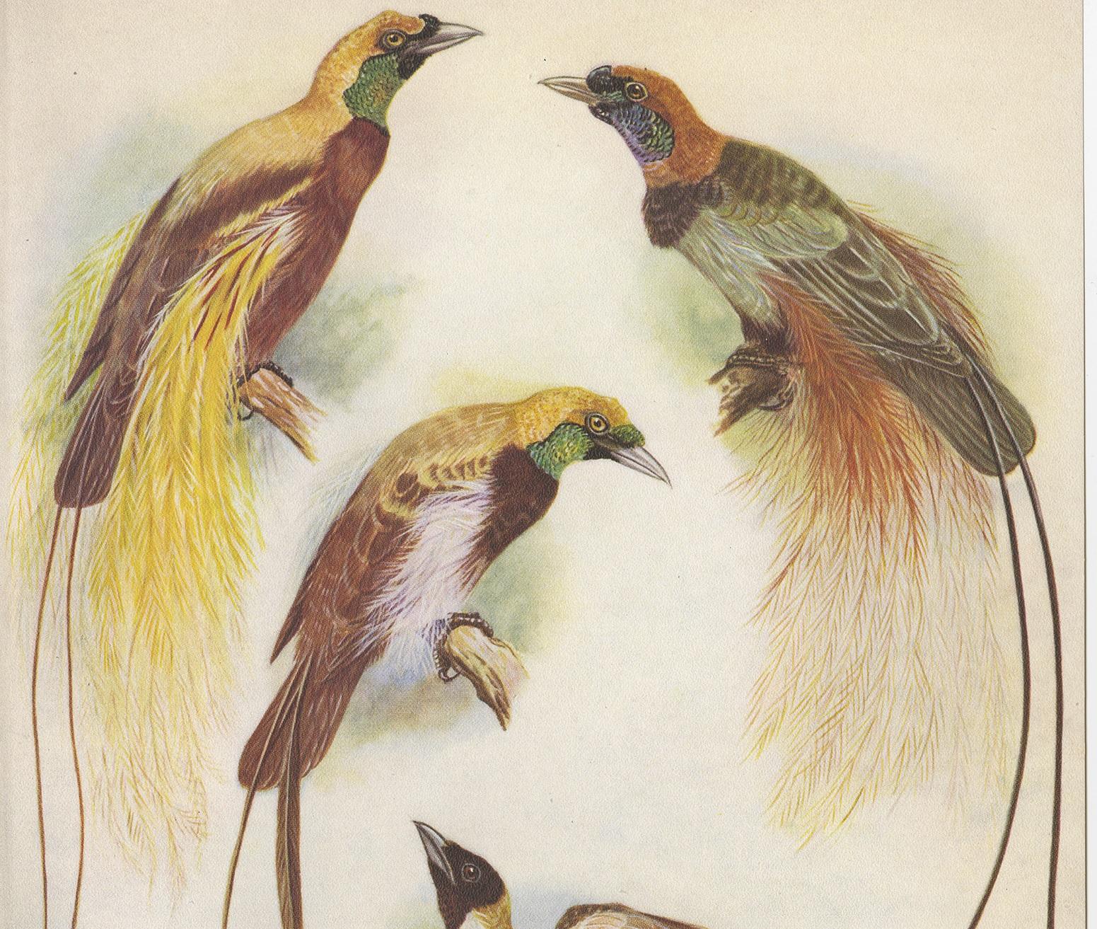 Decorative print illustrating the Blood's Bird of Paradise and the Lesser Bird of Paradise. This authentic print originates from 'Birds of Paradise and Bower Birds' by Tom Iredale. With colored illustrations of every species by Lilian Medland.