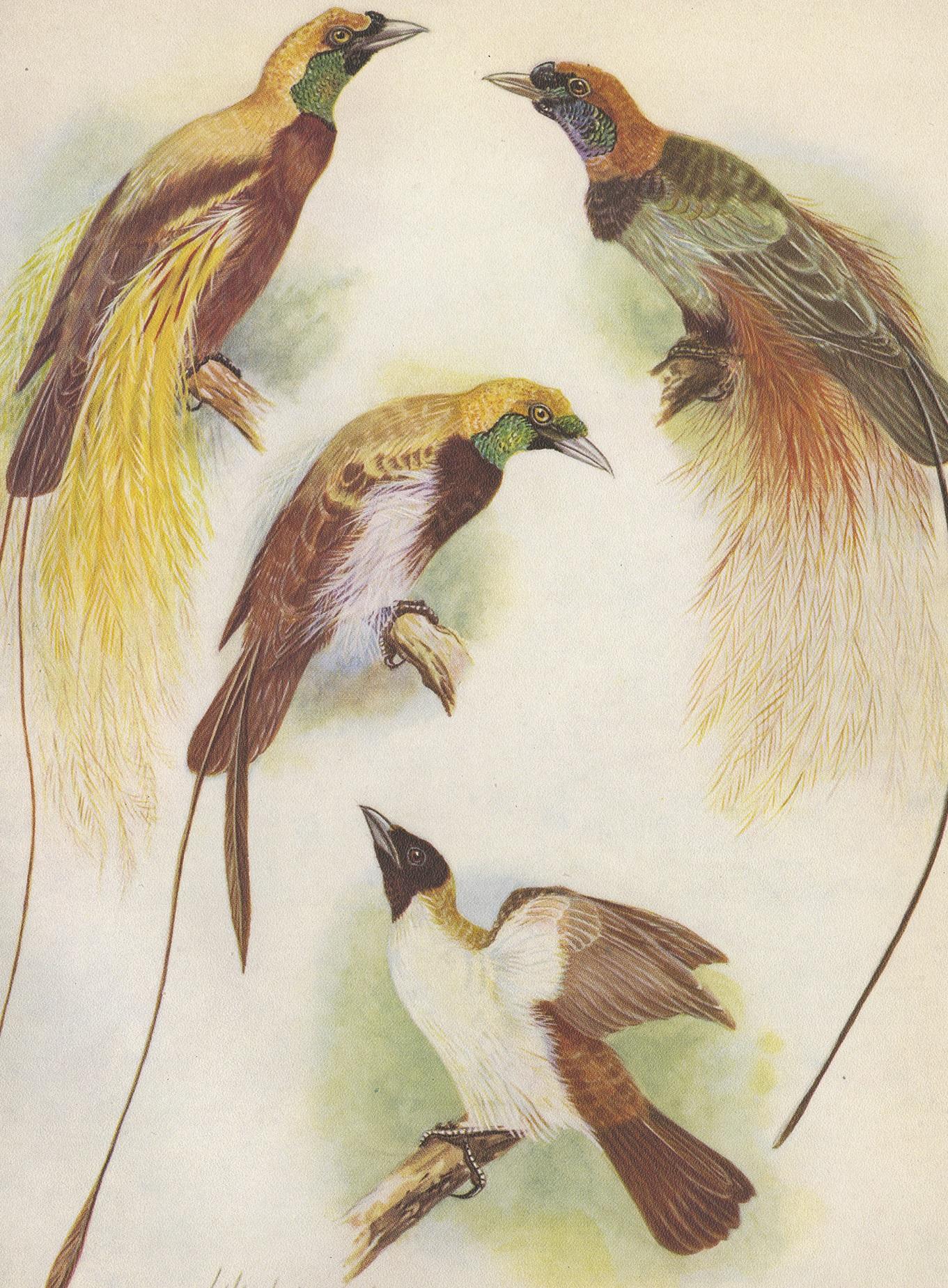 Antiker Druck des Blutvogels des Paradieses und des kleineren Vogels des Paradieses (20. Jahrhundert) im Angebot