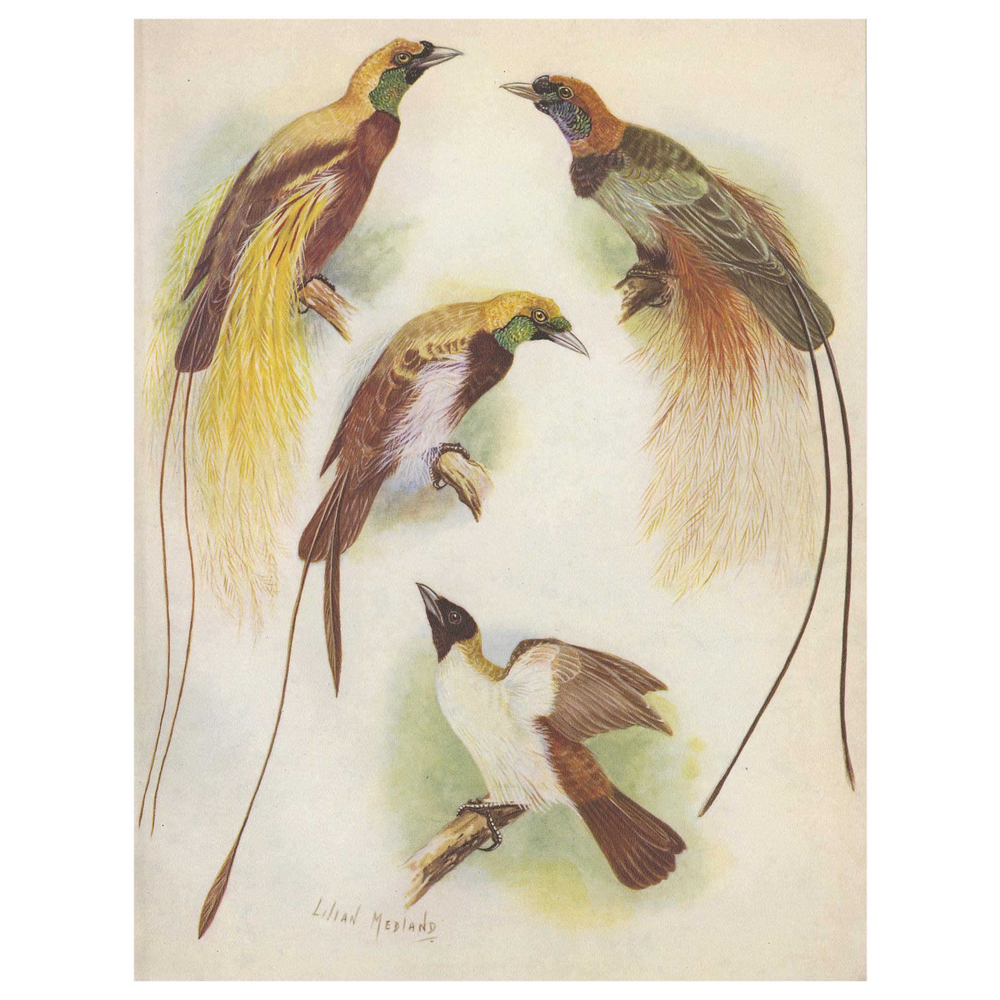 Antique Print of the Blood's Bird of Paradise and the Lesser Bird of Paradise