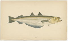 Antique Print of the Blue Whiting Fish by J. Couch, circa 1870