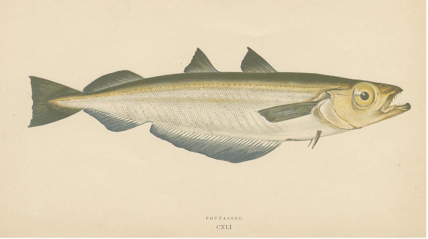 Antiker Druck des Blauen Whiting-Fisches von J. Couch, um 1870 im Zustand „Gut“ im Angebot in Langweer, NL