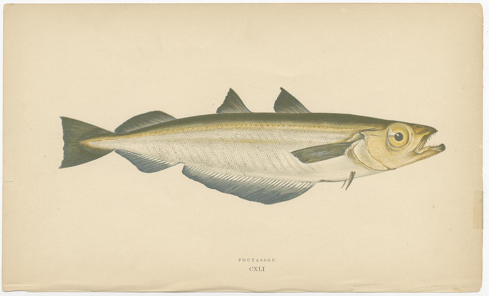 Antique Print of the Blue Whiting Fish by J. Couch, circa 1870 In Good Condition For Sale In Langweer, NL