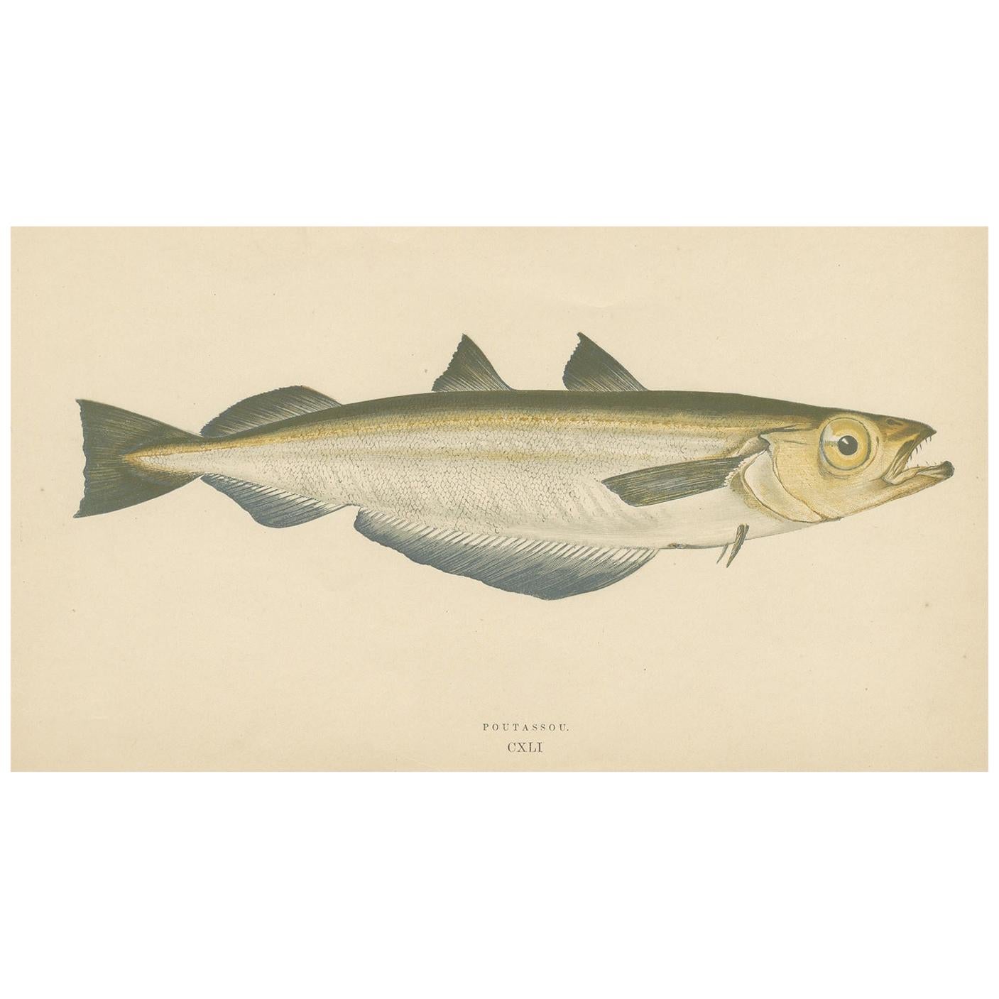 Antiker Druck des Blauen Whiting-Fisches von J. Couch, um 1870