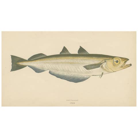 Antique Print of the Blue Whiting Fish by J. Couch, circa 1870