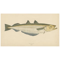 Stampa antica del pesce merlano blu di J. Couch, 1870 circa