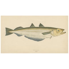 Gravure ancienne du poisson Whiting bleu par J. Couch, vers 1870