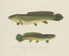 Antique Print of the Bowfin Fish Made after Denton, circa 1902