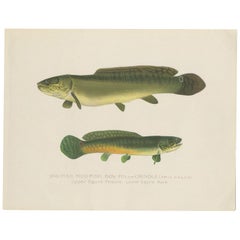 Antique Print of the Bowfin Fish Made after Denton, circa 1902