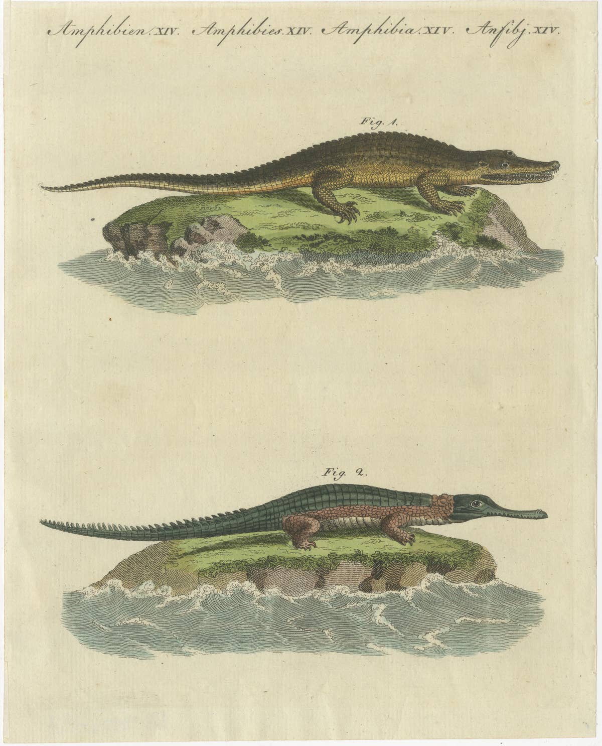 Antique Print of the Caiman Alligator and an other Crocodile species