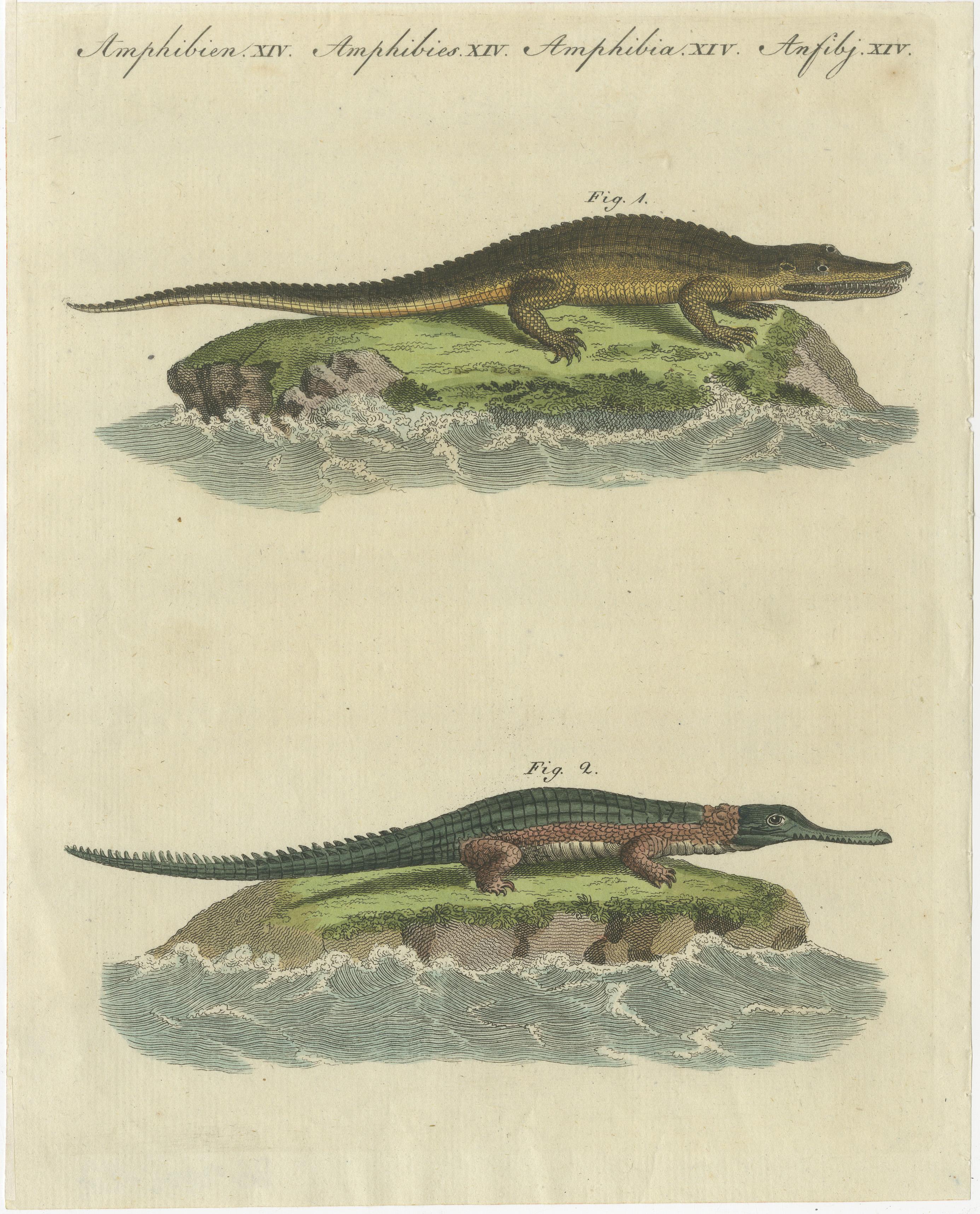 19th Century Antique Print of the Caiman Alligator and an other Crocodile species For Sale