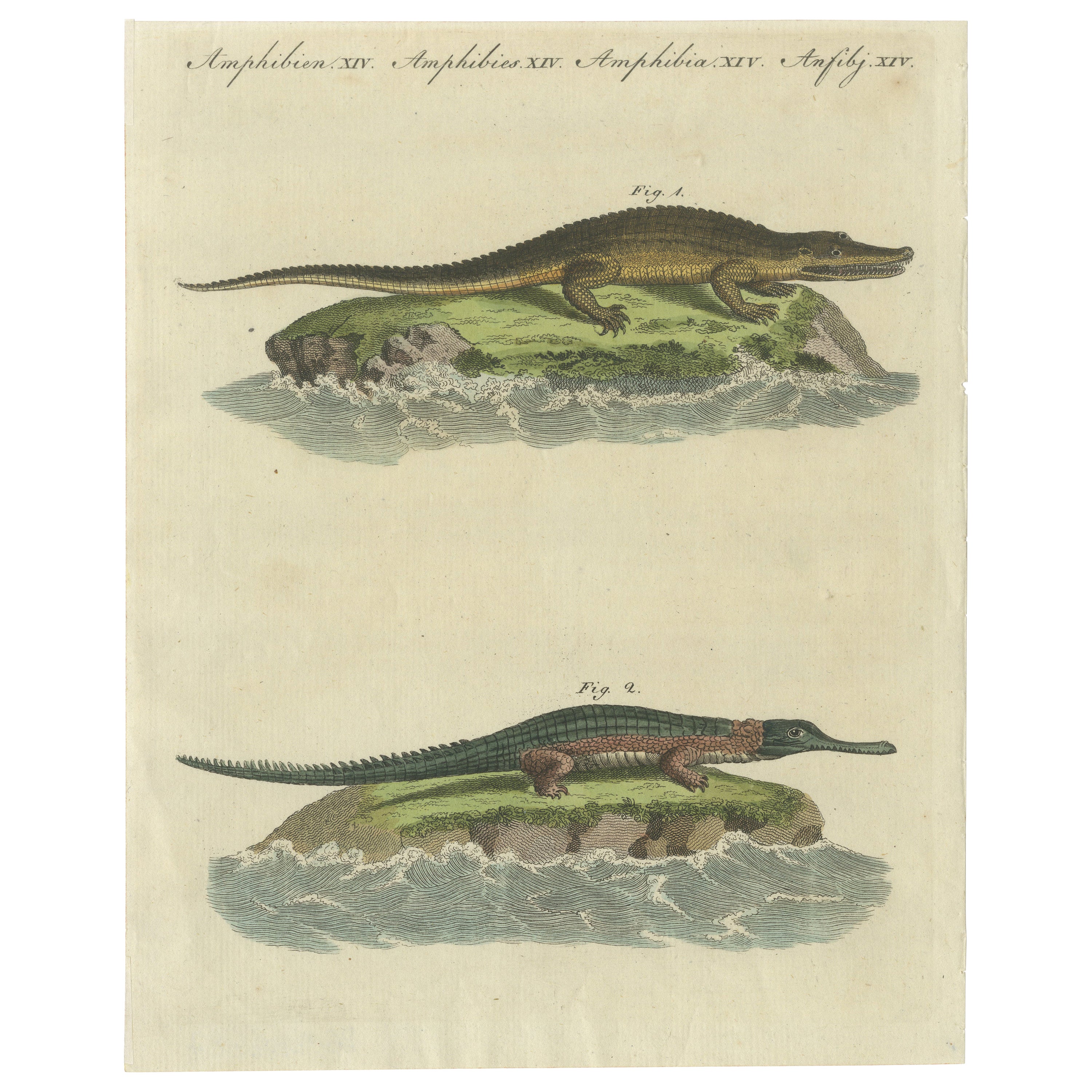 Antiker Druck des Caiman-Alligators und einer anderen Krokodilart