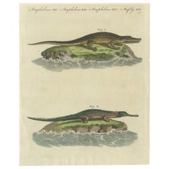 Antiker Druck des Caiman-Alligators und einer anderen Krokodilart