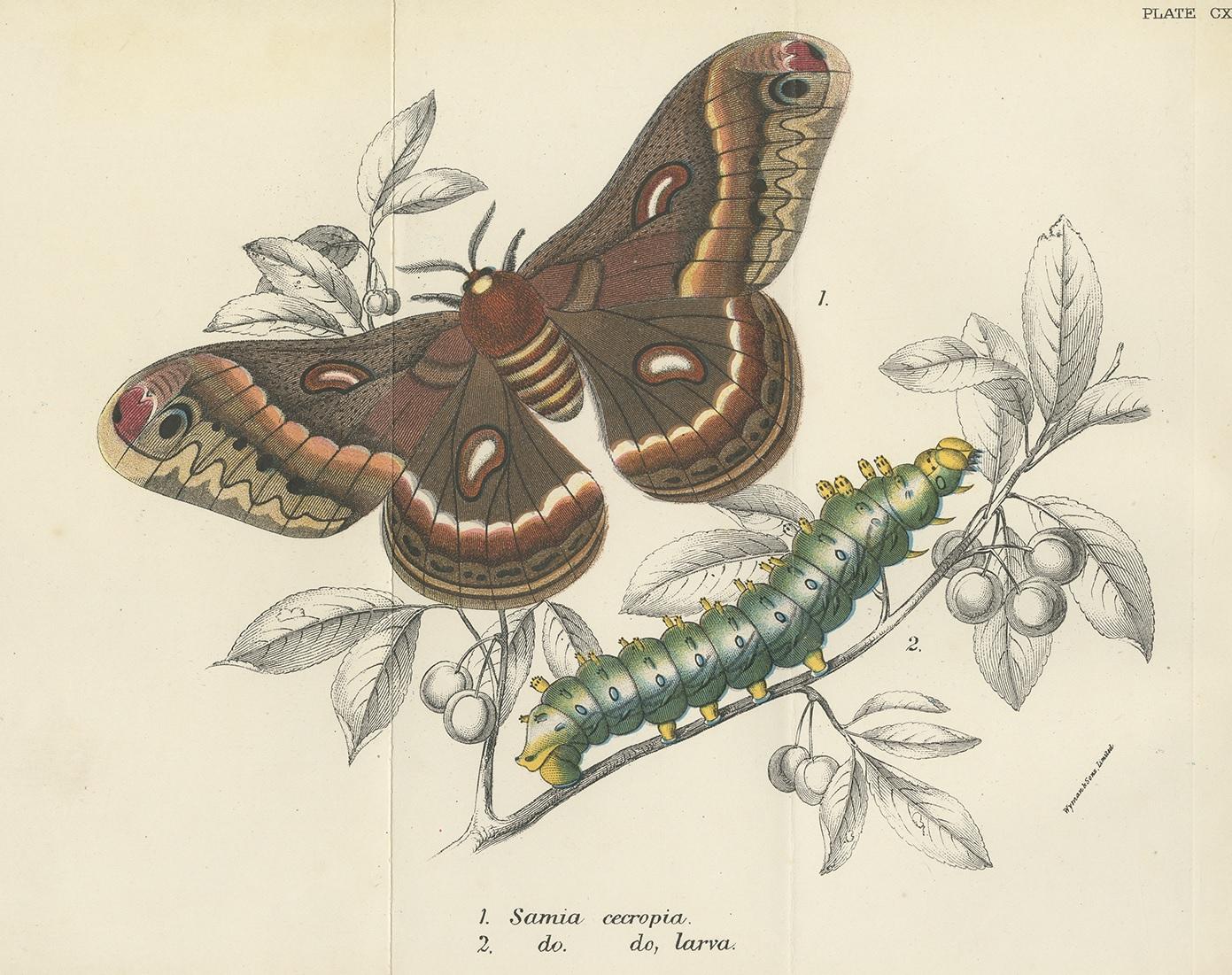 Estampe ancienne intitulée 'Samia Cecropia (..)'. Chromolithographie du papillon de nuit Cecropia. Cette gravure provient de 