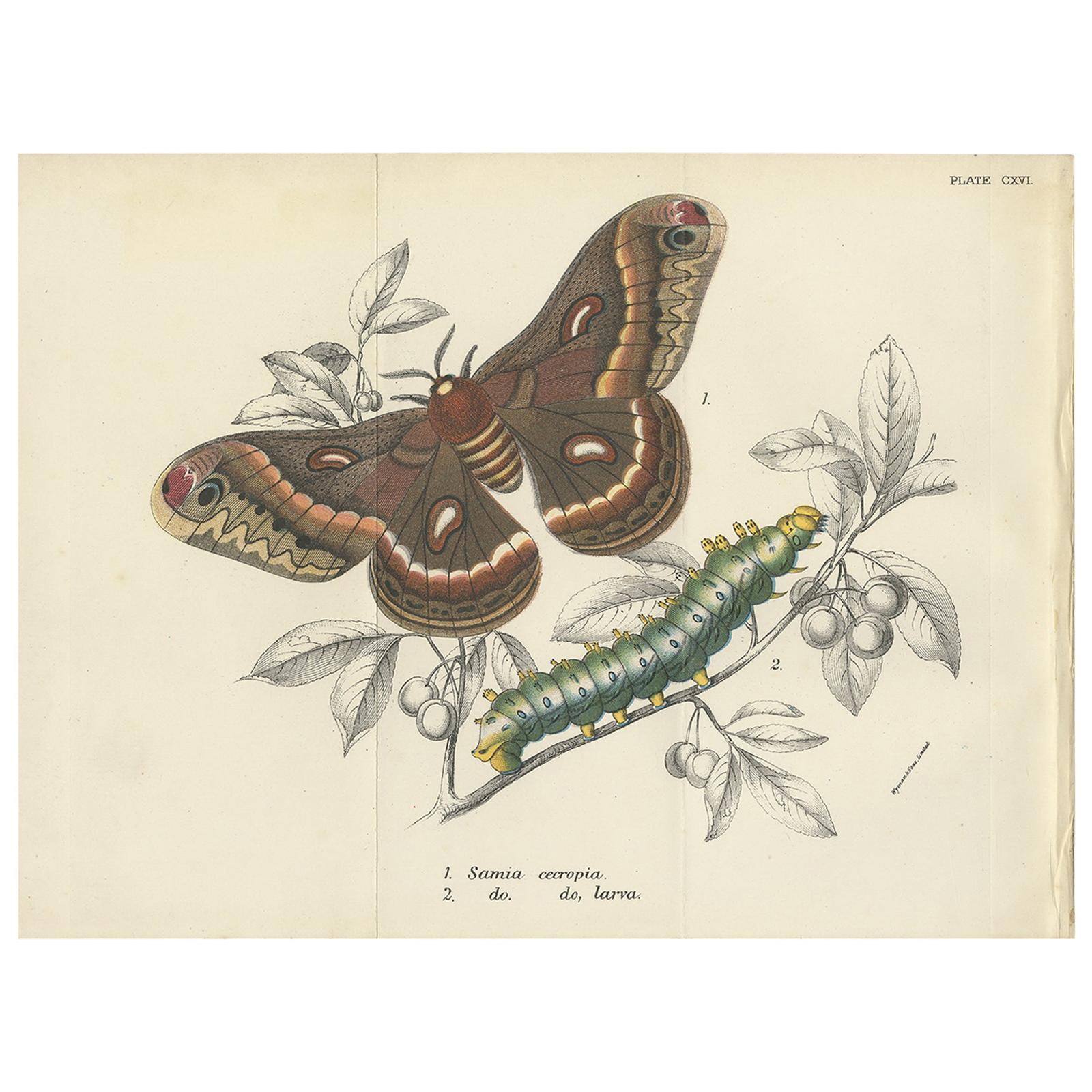 Antique Print of the Cecropia Moth by Lloyd 'circa 1897' For Sale