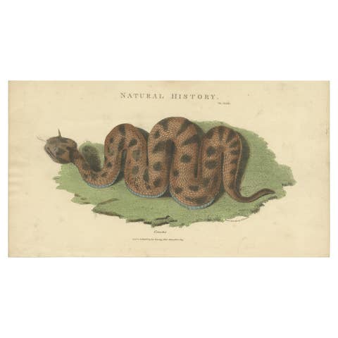 Antique Print of the Cerastes Cerastes Snake by Kearsley '1809'