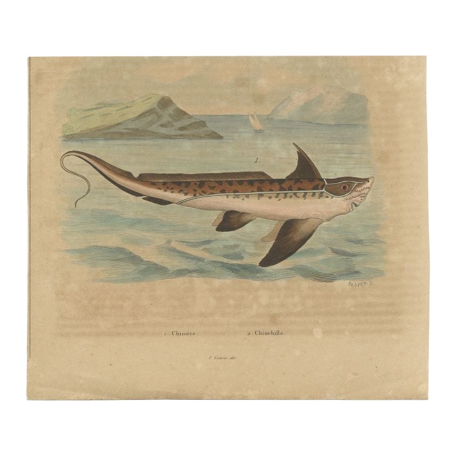 Antique Print of the Chimaera Fish by Guérin, 1833