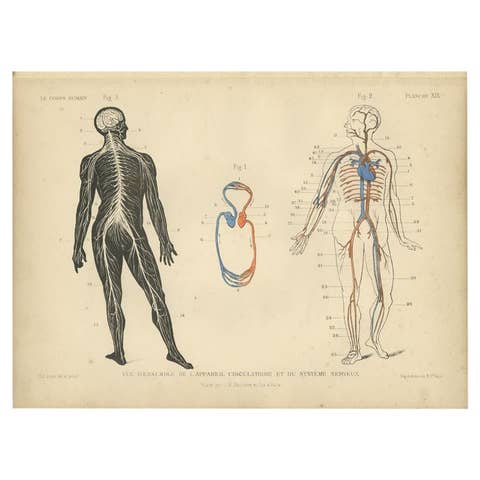 Antique Print of the Circulatory System and Nervous System, 1879