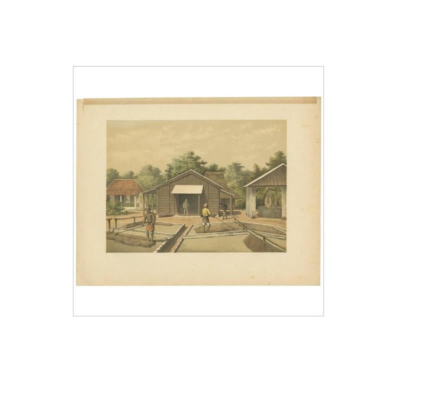 19th Century Antique Print of the Coffee Beans production on Sumatra by M.T.H. Perelaer, 1888 For Sale