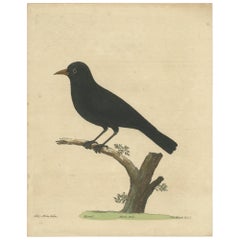 Antique Print of the Common Blackbird by Albin 'circa 1738'