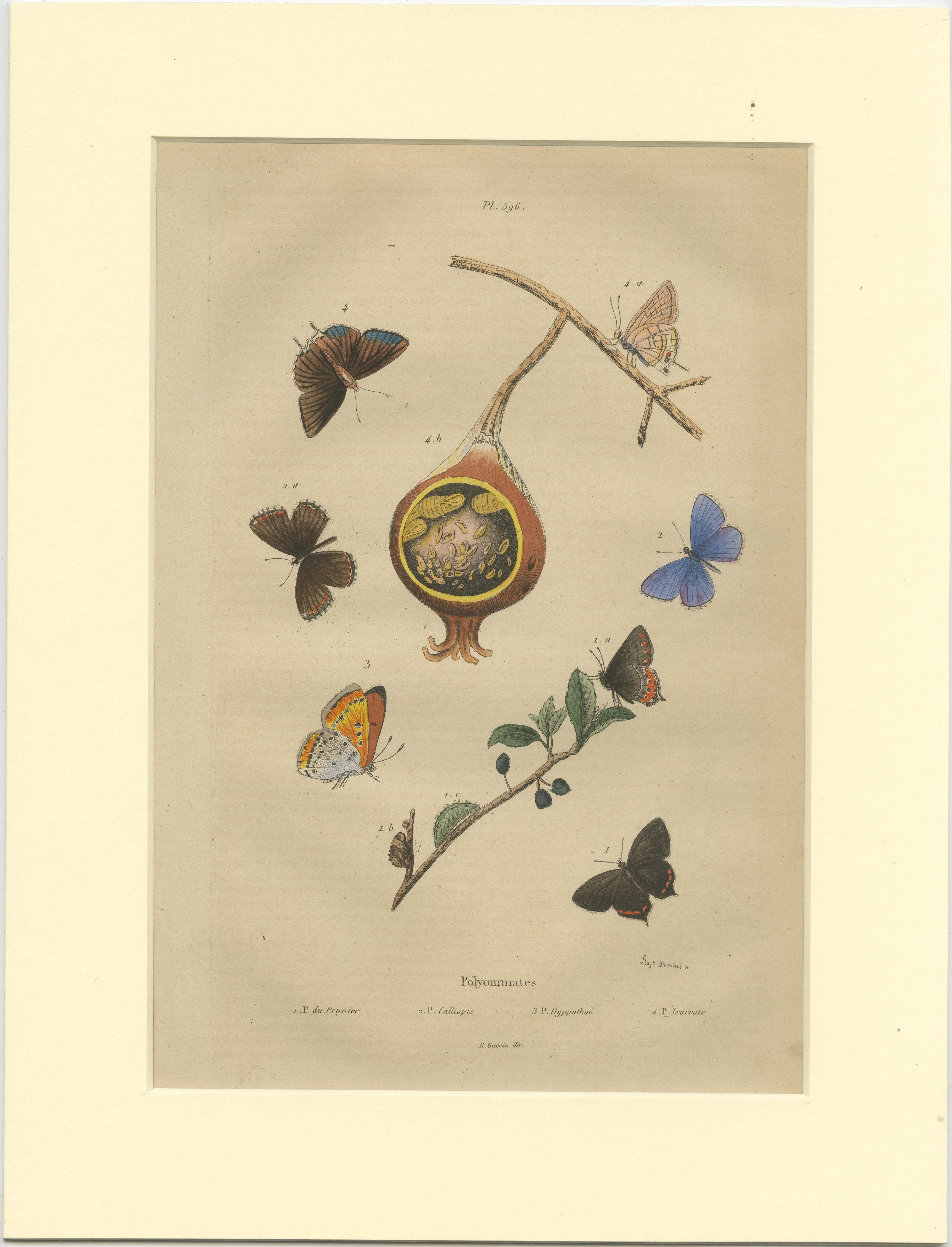 Antique print of the common blue and other butterflies. This print originates from 'Dictionnaire pittoresque d'Histoire Naturelle' by Adolph Felix-Edouard Guerin-Meneville de frites. Published in Paris, 1834-39.

Passepartout / matting included.
