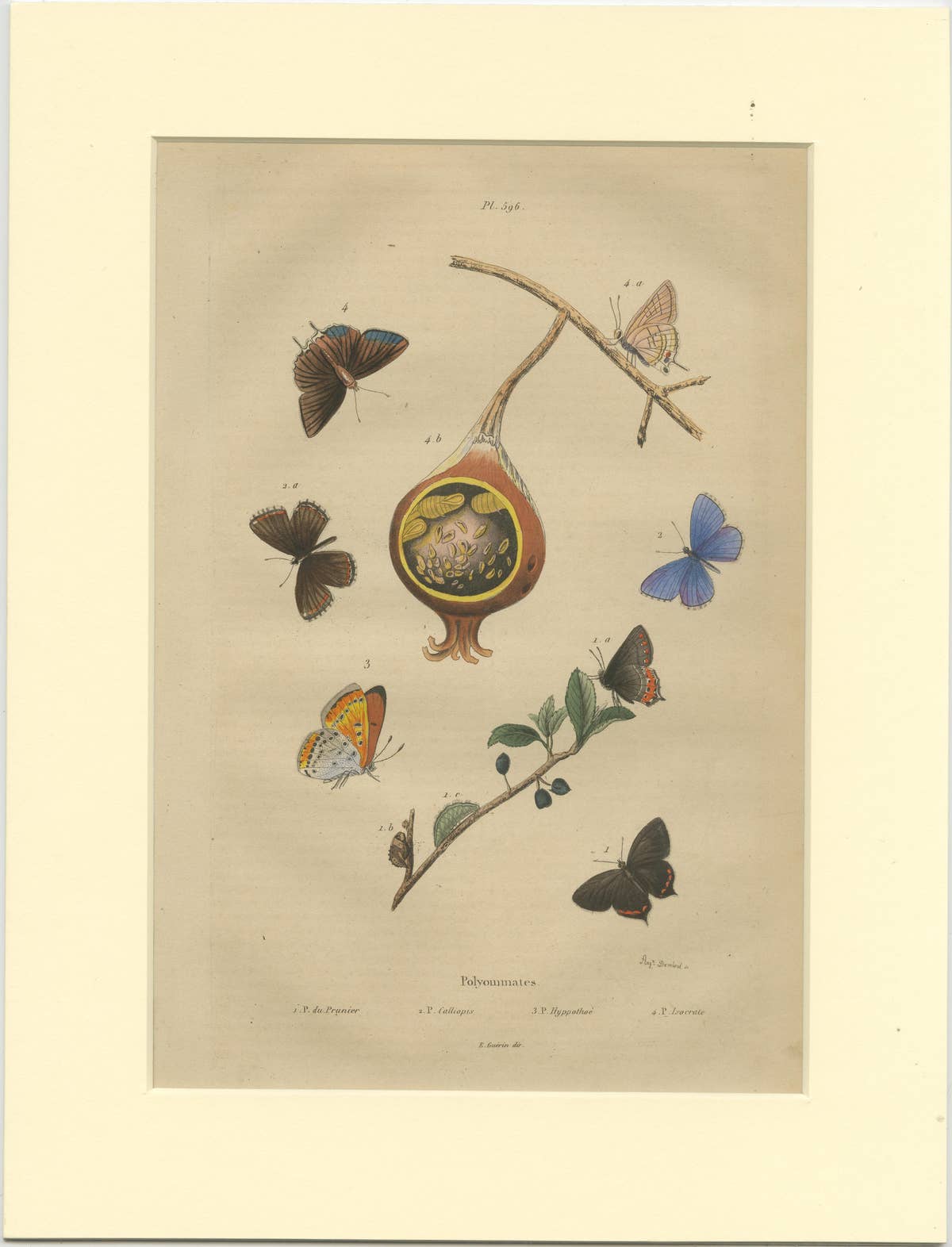 Antique Print of the Common Blue and Other Butterflies, ca.1835
