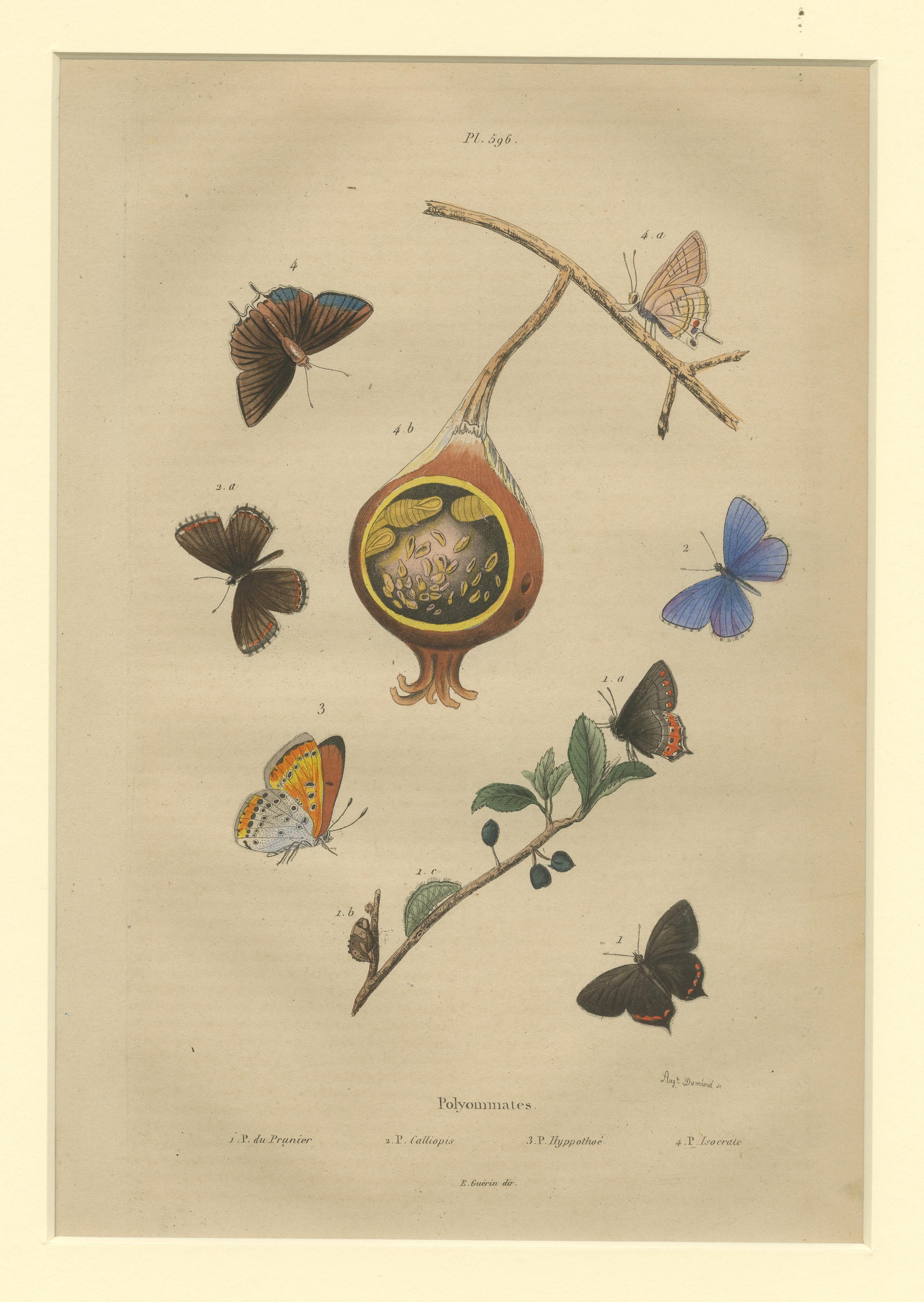 Antique Print of the Common Blue and Other Butterflies In Good Condition For Sale In Langweer, NL