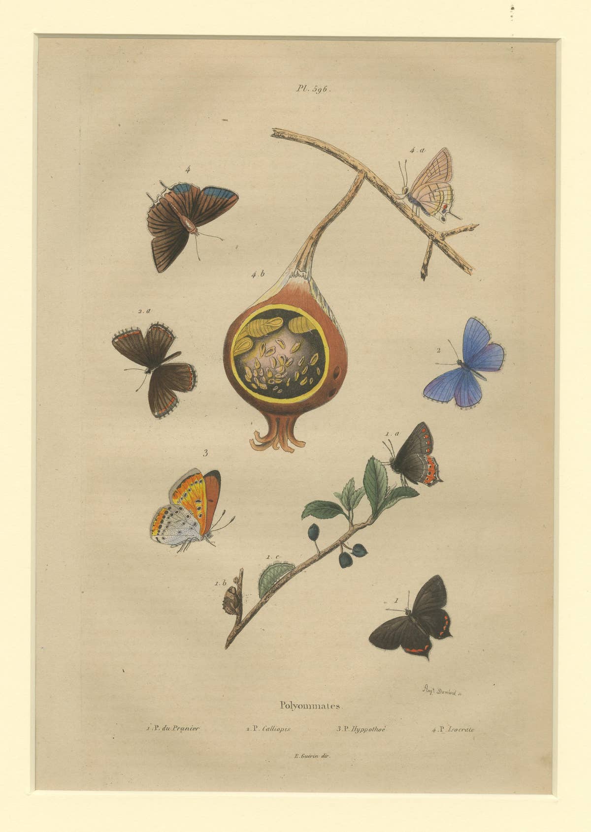 Antique Print of the Common Blue and Other Butterflies, ca.1835