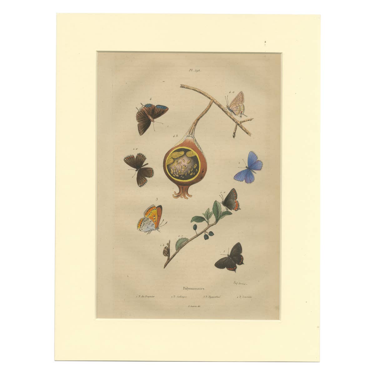 Antique Print of the Common Blue and Other Butterflies, ca.1835